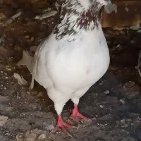 یک جفت کبوتر کله ای