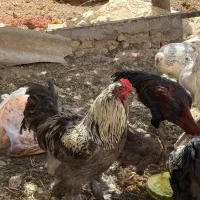 خروس