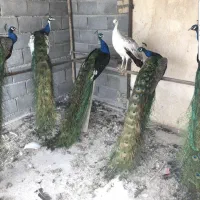 طاووس ، ماندارین ،  قو ،پرنده زینتی