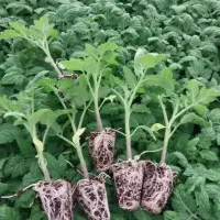 کاشت و فروش نشا