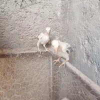 جوجه لاری و گلین