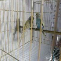 جفت مرغ عشق رینبو