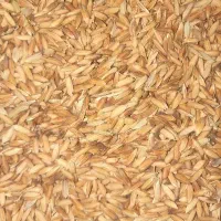 شلتوک یا شلب درجه 1 بذری امسال
