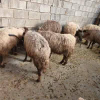 گوسفند و بره