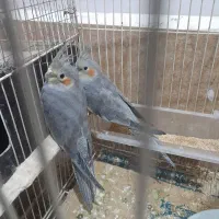 عروس هلندی