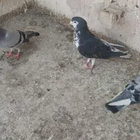 چند تا کبوتر قلدر