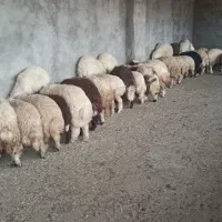 میش پرواری روغنی