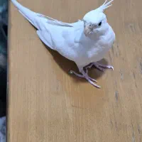 آلبینو سالم و سرحال کمیاب