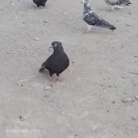 30عدد کبوتر