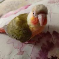 طوطی گرینچیک دبل رد