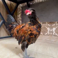 خروس تازه بالغ اصیل ایرانی
