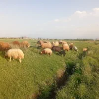 تعداد 30راس گوسفند همراه بره
