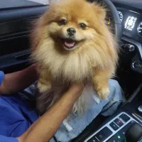 پامرانین خرسی اصیل