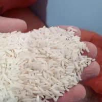 برنج هاشمی درجه یک گیلان شبنم خیز رشت