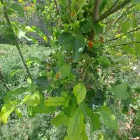 خانه ویلایی در روستای پیرسقا ابهر