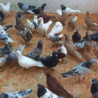 ۵۰ تا دورگ شوشترن