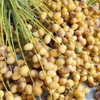 رطب و خارک برحی