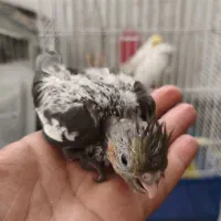 جوجه عروس هلندی سر لاکی