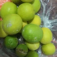 لیمو|خوردنی و آشامیدنی|بندر کنگان, |دیوار