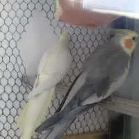 یک جفت عروس هلندی