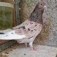 کفتر نر سرور و سفید و دو ماده
