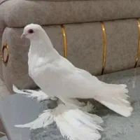 فروش کفتر سفید