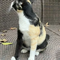 گربه Dsh|گربه|رشت, گلباغ نماز|دیوار