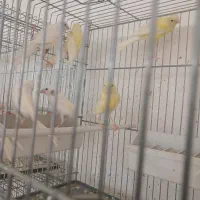 قناری،جوجه قناری