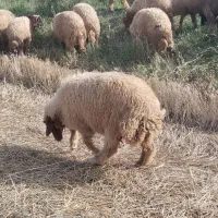 گوسفند بره