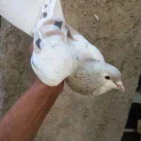 کبوتر|پرنده|نیشابور, باغ نو|دیوار