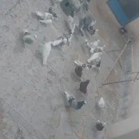 کفتر پرشی