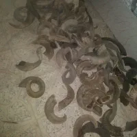 تعدادی شاخ گوسفند مناسب دسته چاقو و کارهای هنری