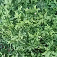 نهال اصلاح شده گوجه فرنگی