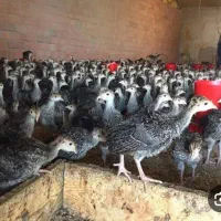 نیم چه بوقلمون برنز و بیوتی