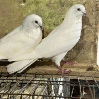 ویشی چشم دودی.