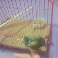 پرنده