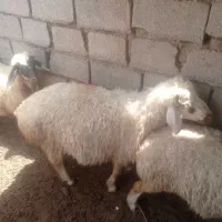 بره نر|حیوانات مزرعه|قائن, |دیوار