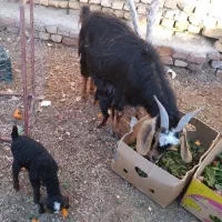 بز دو قلو زا و بز چاق