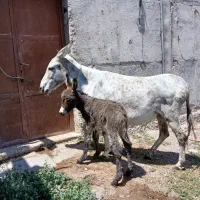 شیر الاغ
