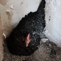 مرغ کرچ جوان