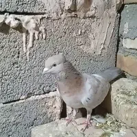 هفرنگ کاکلی ماده