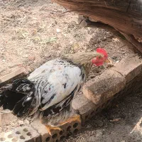 سه عدد خروس سالم ۷ماهه