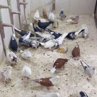 کفترا برا بومبن همش جفتی 750