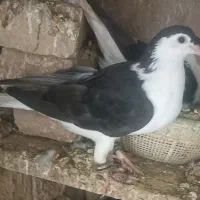 ساده سیاه جوجه ماده پرشی موقعیت سرخس