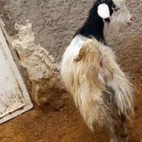 یک راس بزغاله ۲۷کیلویی نراخته