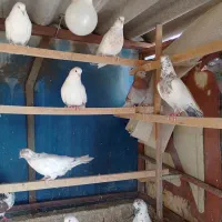 22 عدد کبوتر برای فروش