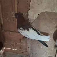 بهبانی سینه