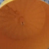 چرخ و فلک،غذا،اسباب. بازی همستر