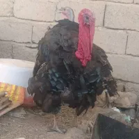 بوقلمون