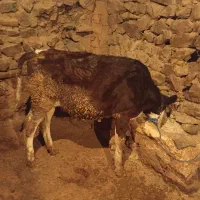 گوساله سیمتال ماده